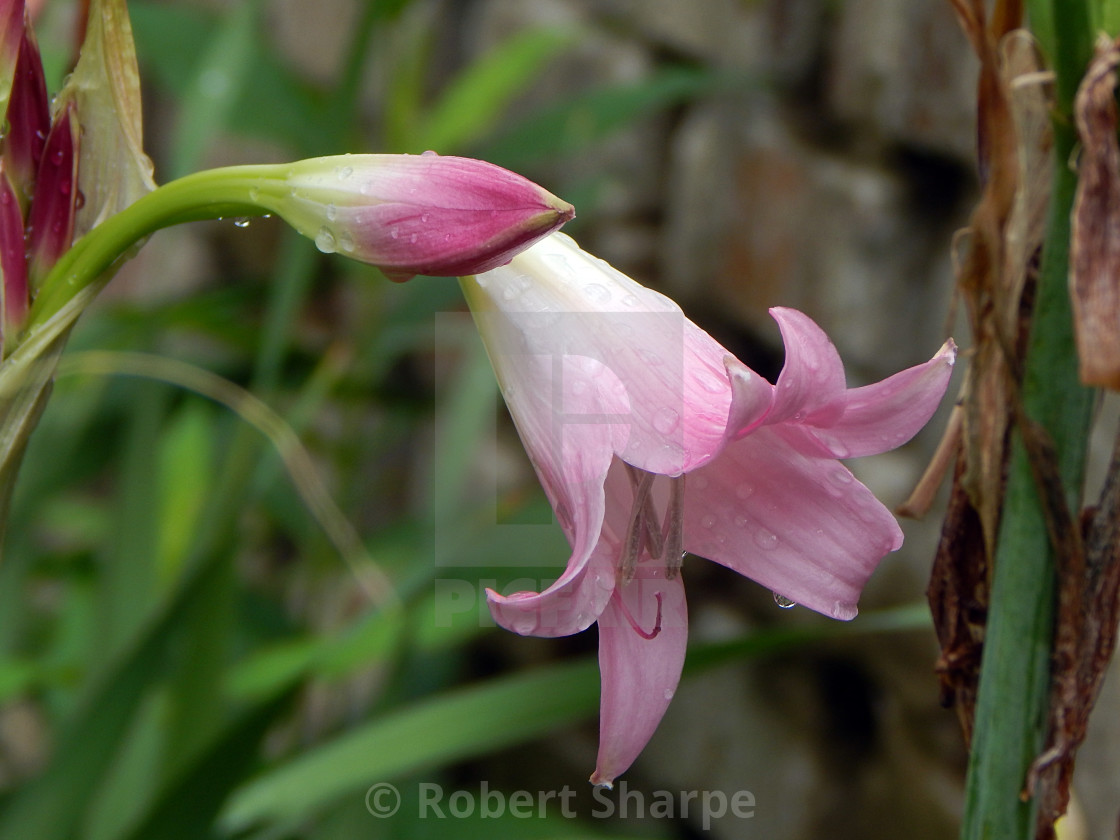 "Lavender Lilies, rain-kissed" by Robert Sharpe - $12.44 "Lavender Lilies, rain-kissed" stock image