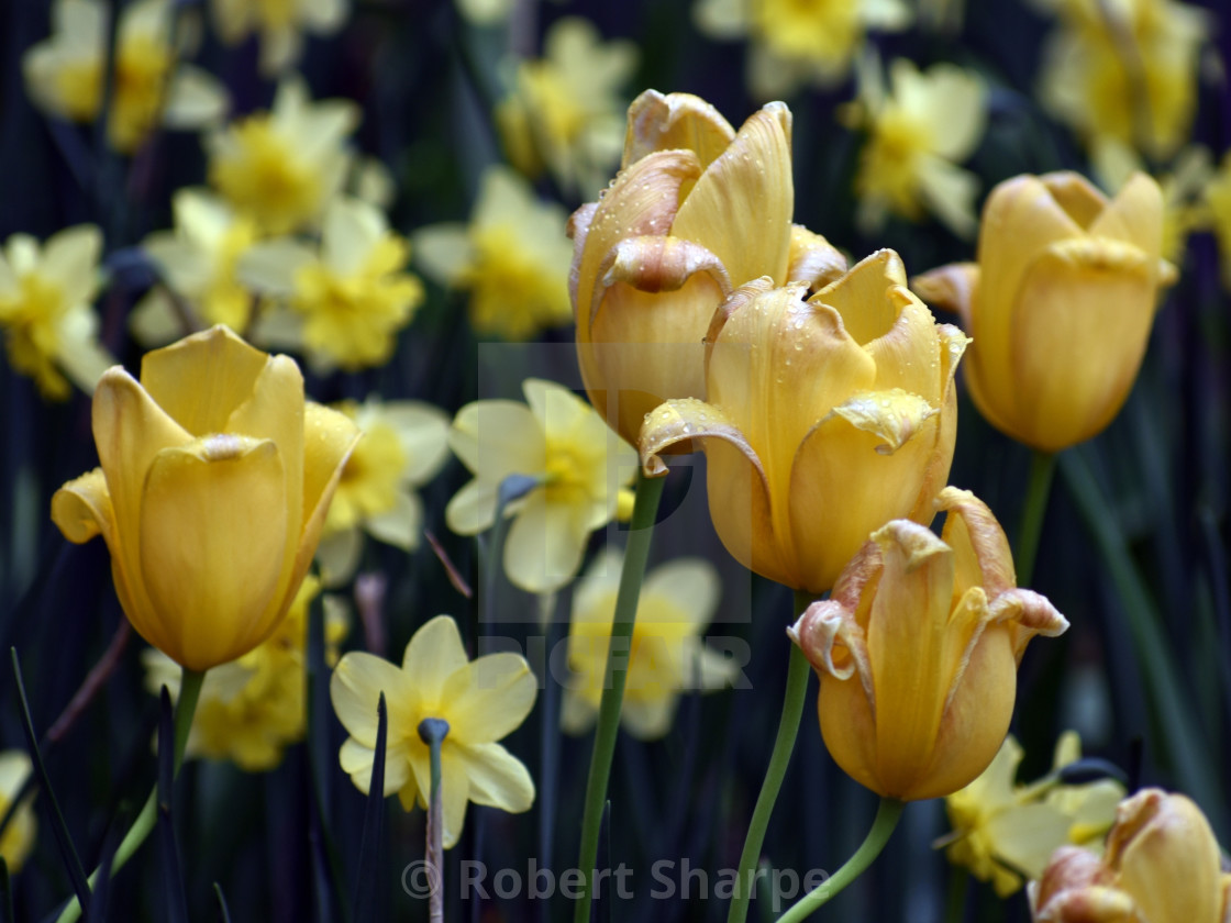 "Yellow Tulips and Daffodils" by Robert Sharpe - $12.34 "Yellow Tulips and Daffodils" stock image