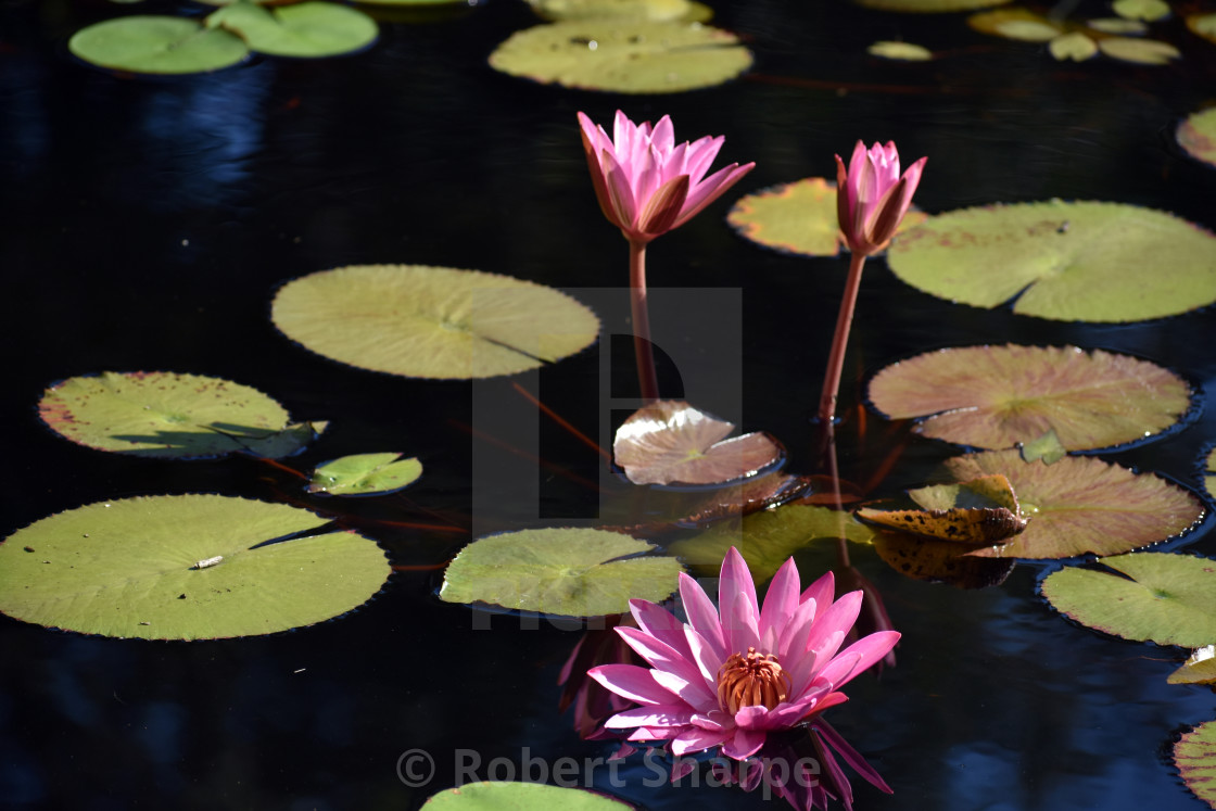 "Three Magenta Lotus and Waterlily" by Robert Sharpe - $12.44 "Three Magenta Lotus and Waterlily" stock image