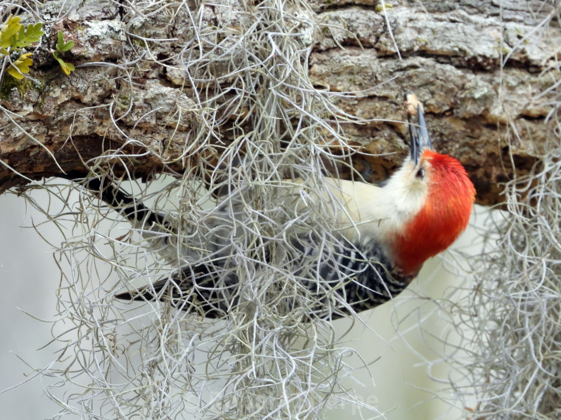 "Upside down Red-Bellied Woodpecker" by Robert Sharpe - $12.34 "Upside down Red-Bellied Woodpecker" stock image