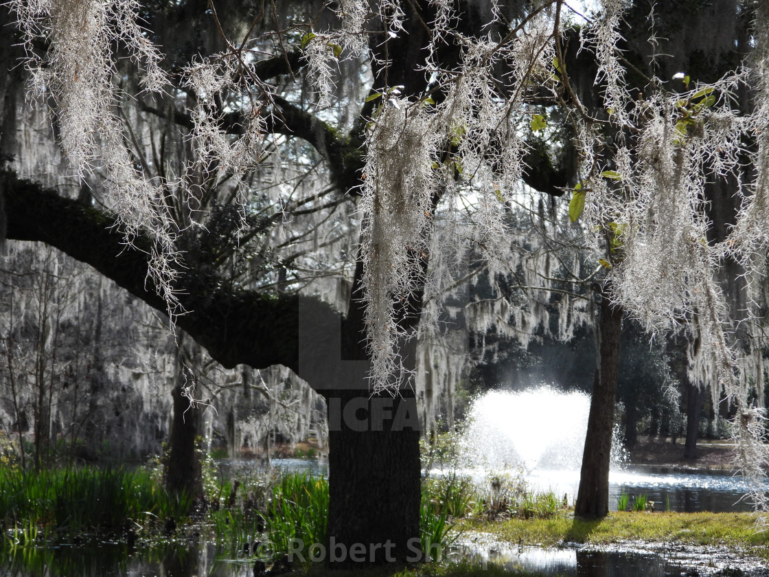 "Moss-Draped Tree with Fountain" by Robert Sharpe - $12.43 "Moss-Draped Tree with Fountain" stock image