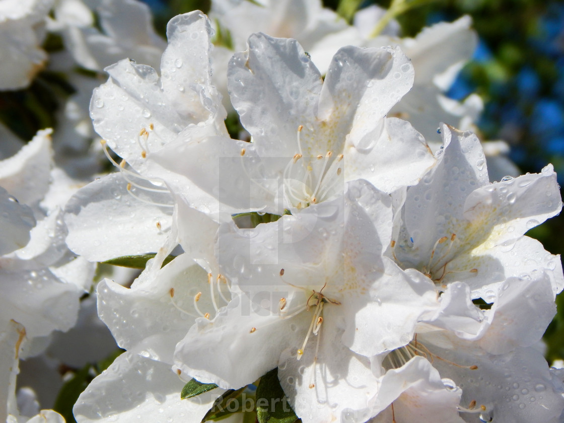 "Rain-Kissed White Azaleas" stock image