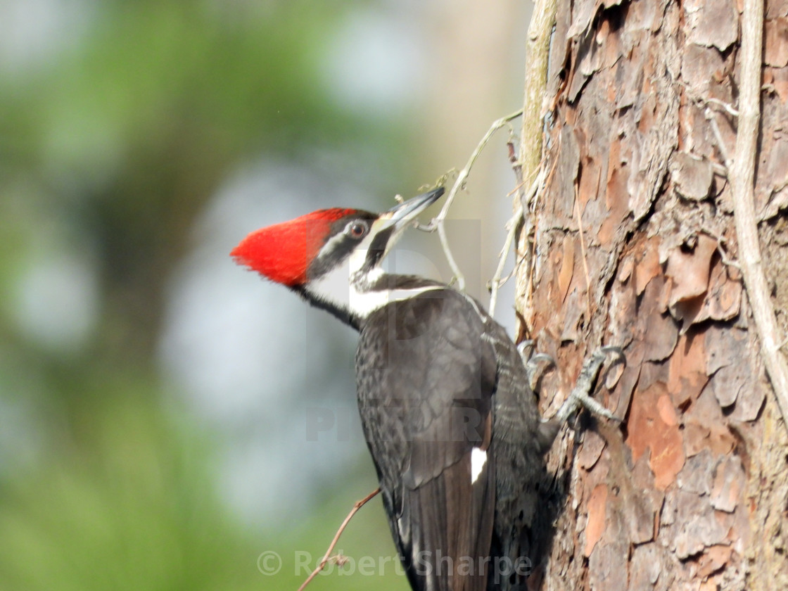 "Pileated Woodpecker on Pine Tree" by Robert Sharpe - $12.43 "Pileated Woodpecker on Pine Tree" stock image