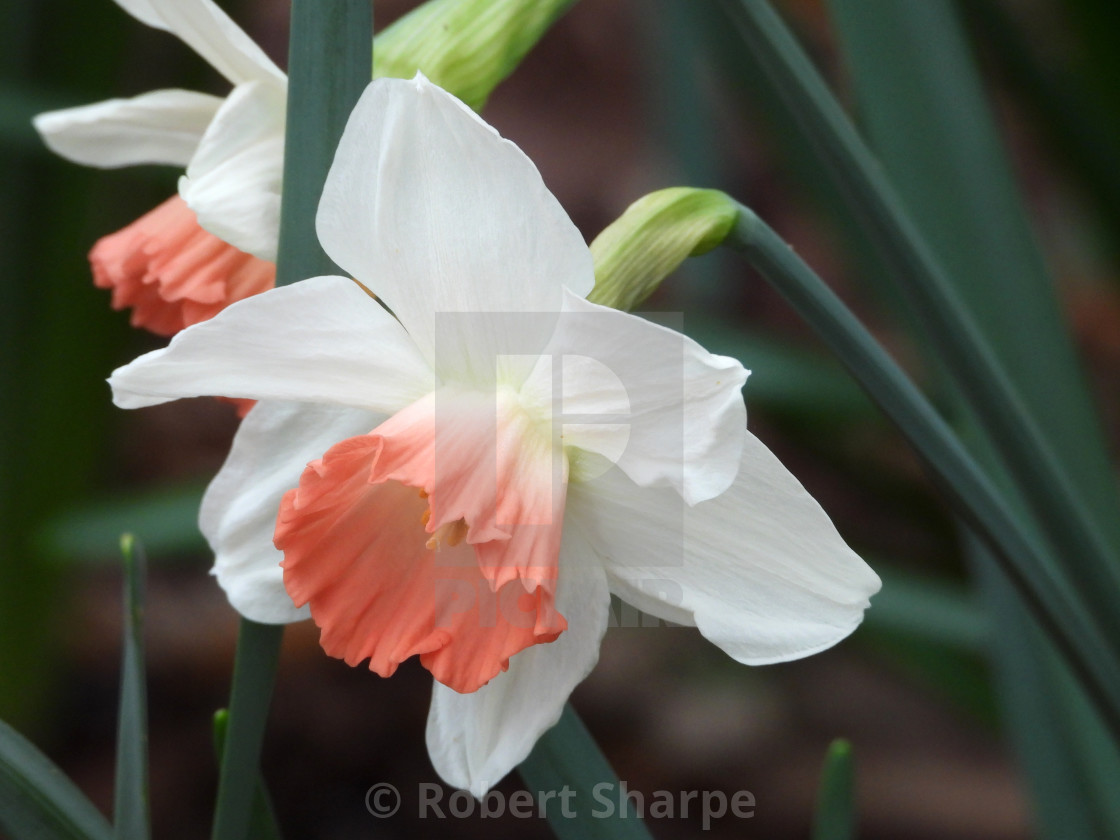 "Daffodil with Light Salmon closeup" by Robert Sharpe - $12.34 "Daffodil with Light Salmon closeup" stock image