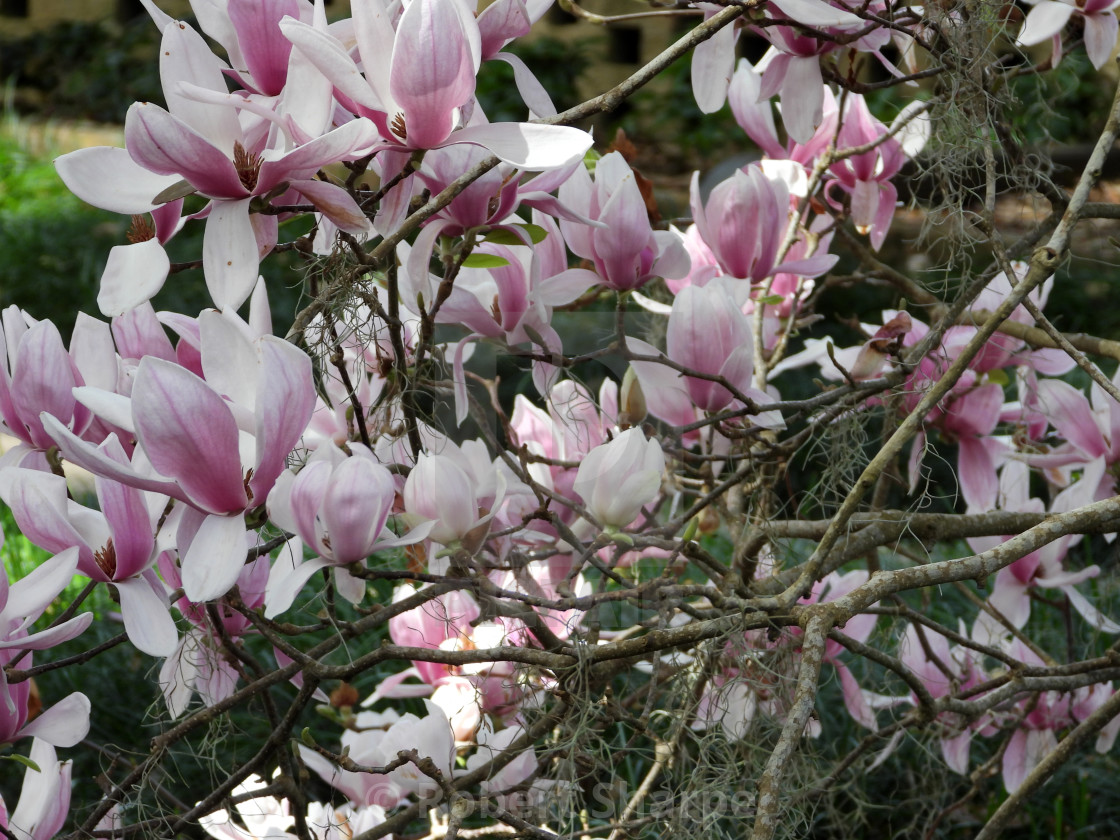 "Lily Magnolia Flower" by Robert Sharpe - $12.34 "Lily Magnolia Flower" stock image