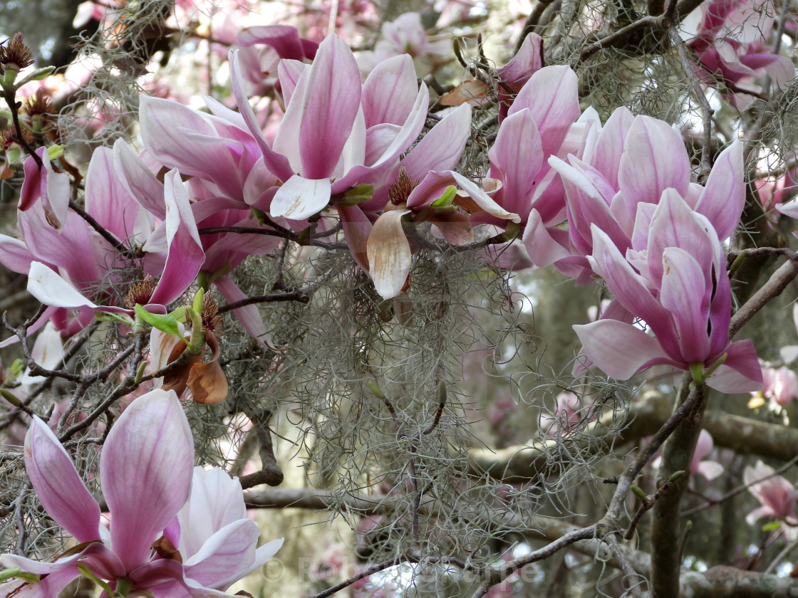 "Lily Magnolia among Tree Moss" by Robert Sharpe - $12.34 "Lily Magnolia among Tree Moss" stock image
