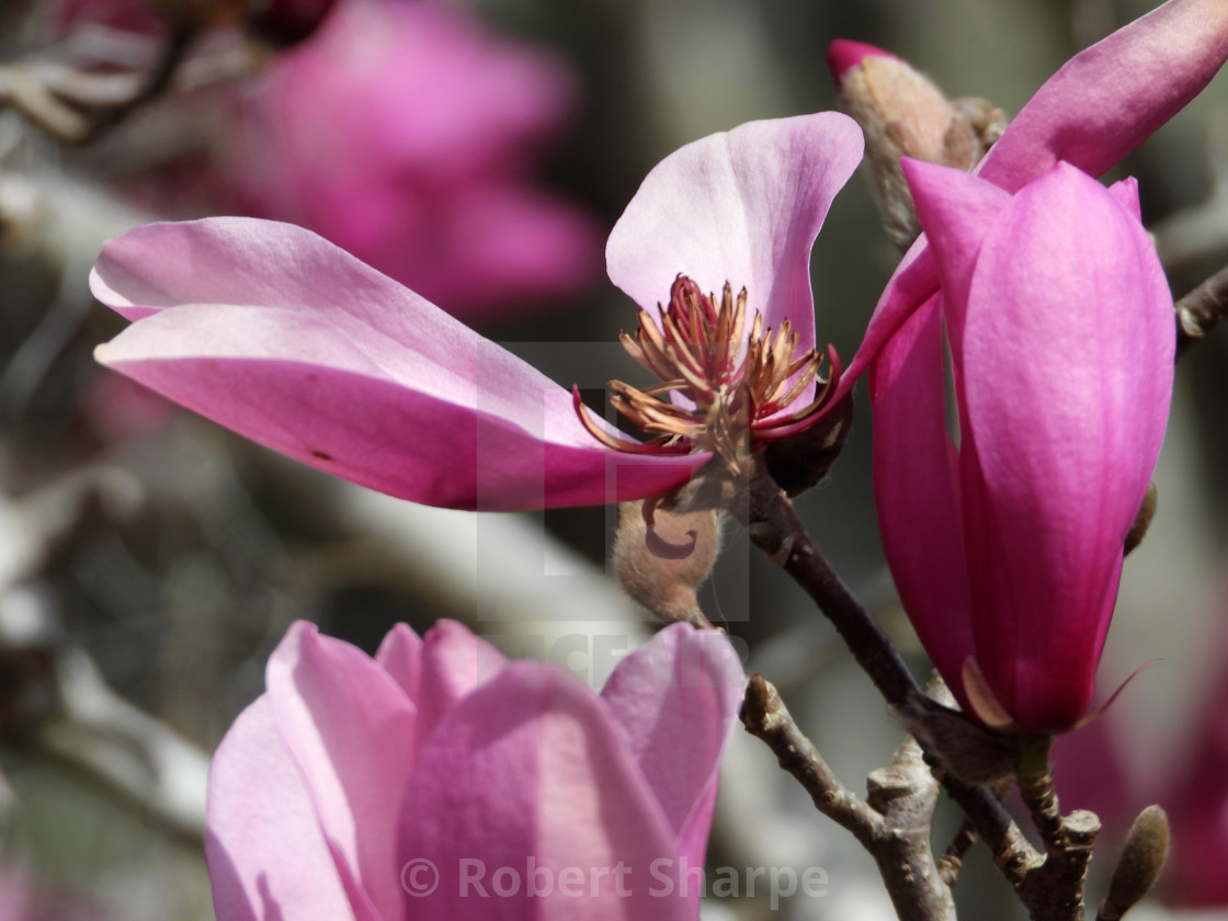 "Tulip Tree Blossom closeup" by Robert Sharpe - $12.34 "Tulip Tree Blossom closeup" stock image