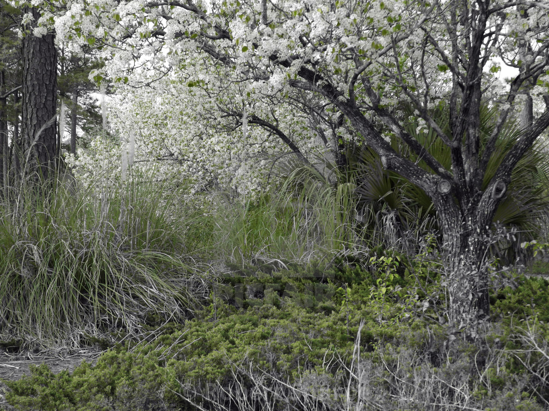 "Spring Blossoms with Green Highlight" by Robert Sharpe - $12.42 "Spring Blossoms with Green Highlight" stock image