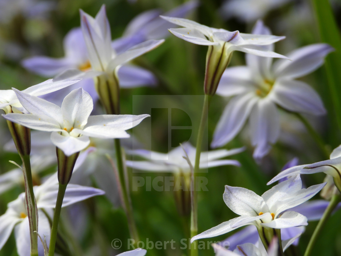 "Sideview of the Springstar flower" by Robert Sharpe - $12.44 "Sideview of the Springstar flower" stock image