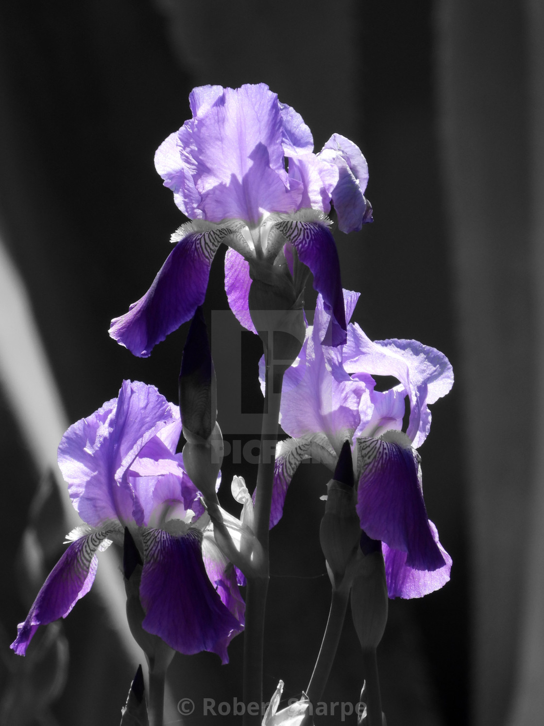 "Splash of Color, Triple purple Iris" by Robert Sharpe - $12.42 "Splash of Color, Triple purple Iris" stock image