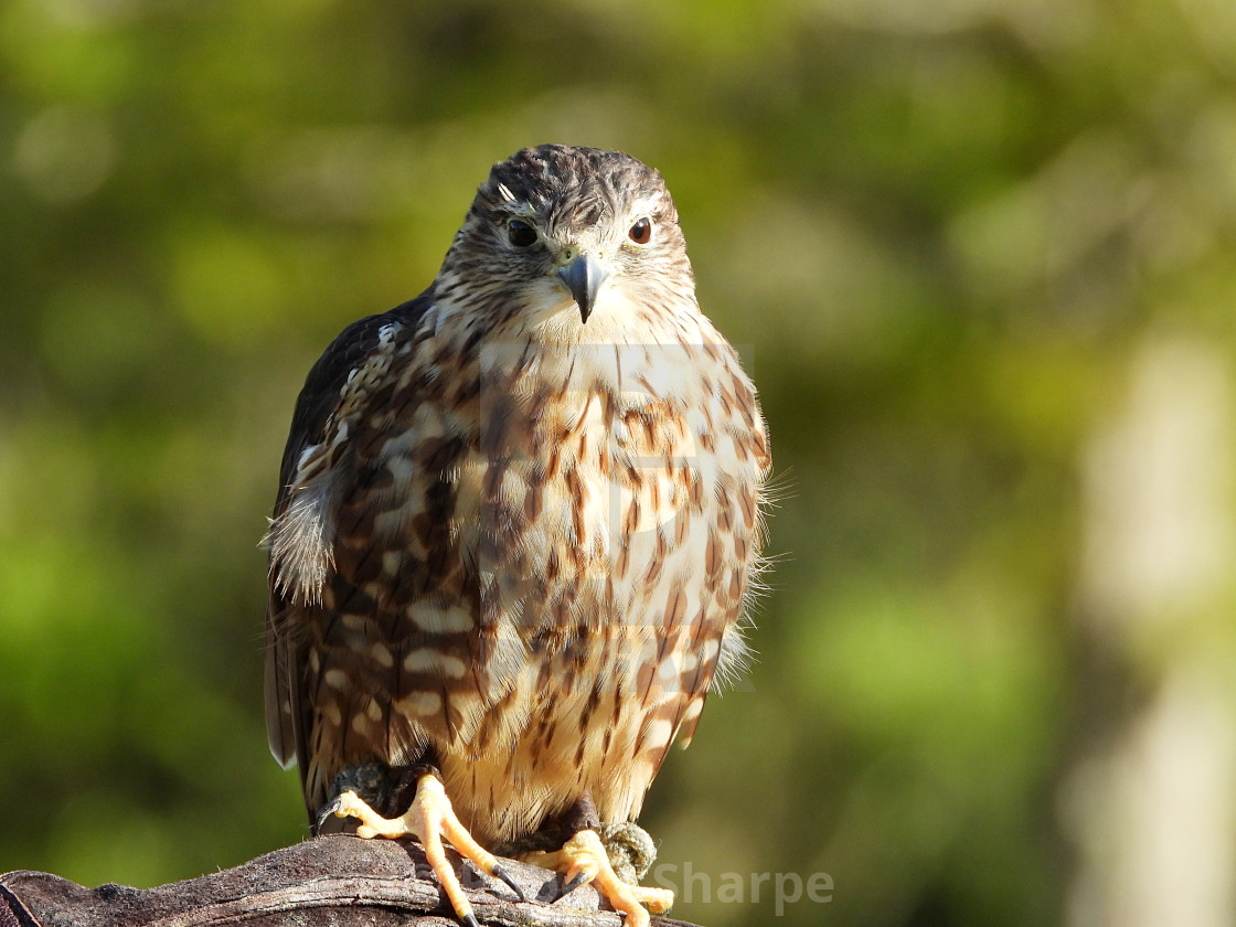 "Birds of Prey Series - Merlin I" by Robert Sharpe - $12.44 "Birds of Prey Series - Merlin I" stock image
