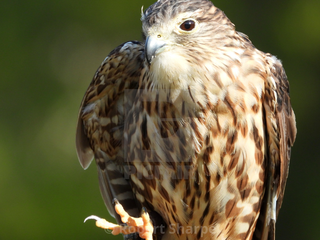 "Birds of Prey Series - Merlin VI" by Robert Sharpe - $12.34 "Birds of Prey Series - Merlin VI" stock image