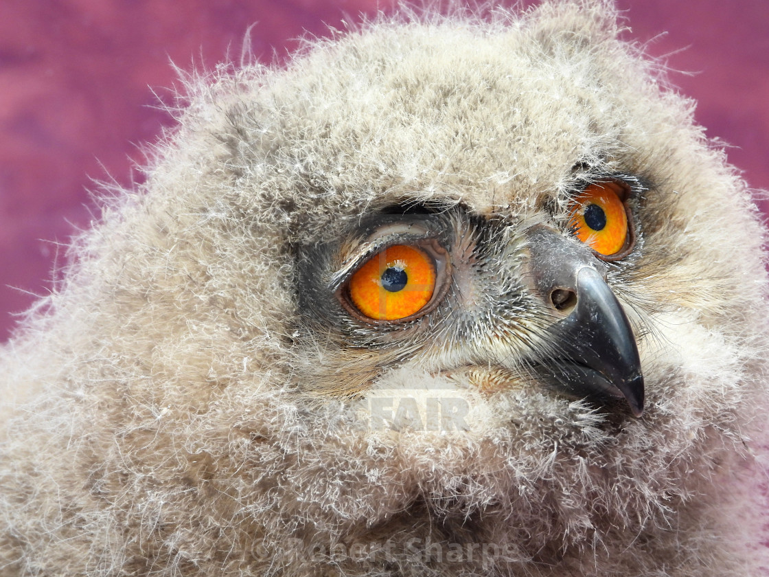 "Birds of Prey Series - Baby Eurasian Eagle Owl I" by Robert Sharpe - $12.44 "Birds of Prey Series - Baby Eurasian Eagle Owl I" stock image