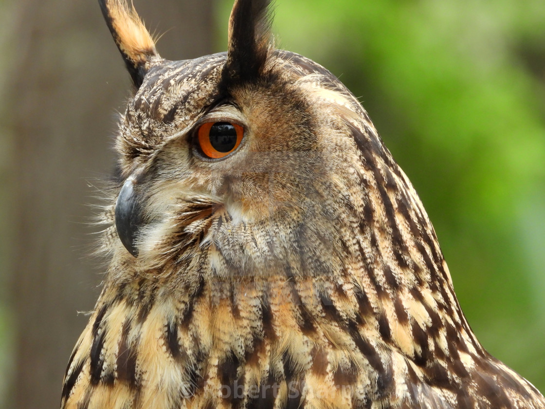 "Birds of Prey Series - Eurasian Eagle Owl I" by Robert Sharpe - $12.34 "Birds of Prey Series - Eurasian Eagle Owl I" stock image
