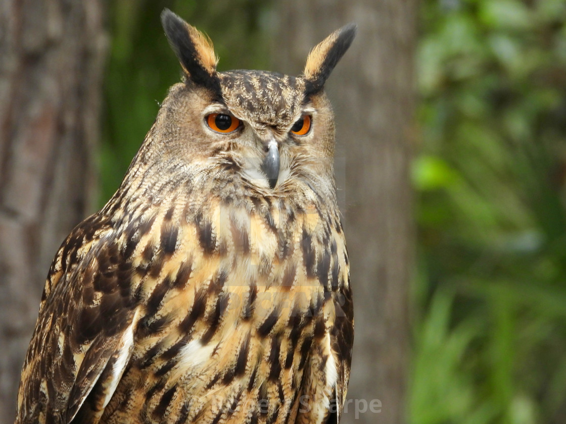 "Birds of Prey Series - Eurasian Eagle Owl II" by Robert Sharpe - $12.34 "Birds of Prey Series - Eurasian Eagle Owl II" stock image