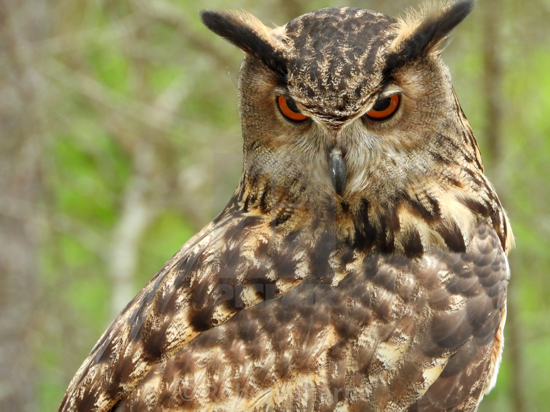 "Birds of Prey Series - Eurasian Eagle Owl III" by Robert Sharpe - $12.34 "Birds of Prey Series - Eurasian Eagle Owl III" stock image
