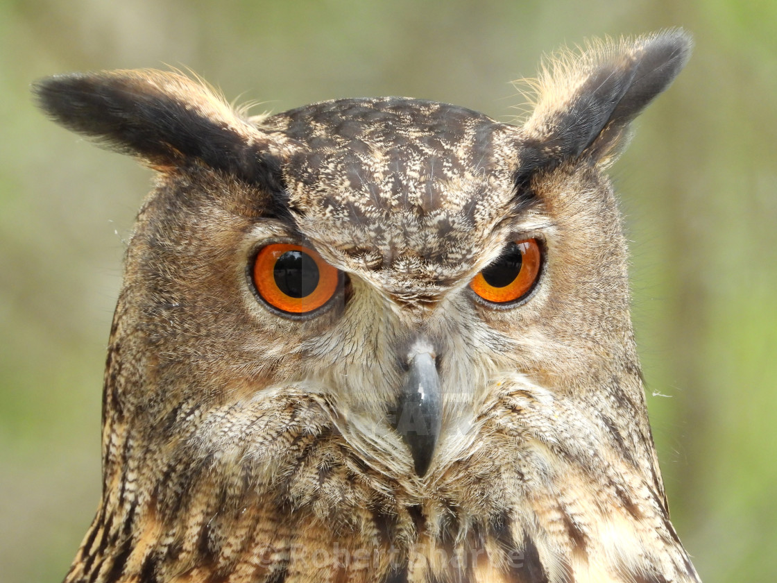 "Birds of Prey - Eurasian Eagle Owl IV" by Robert Sharpe - $12.34 "Birds of Prey - Eurasian Eagle Owl IV" stock image