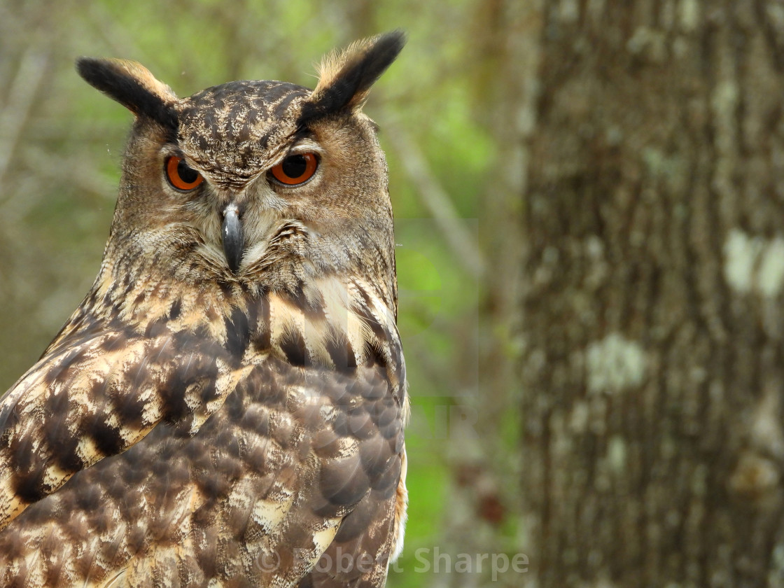 "Birds of Prey Series - Eurasian Eagle Owl V" by Robert Sharpe - $12.44 "Birds of Prey Series - Eurasian Eagle Owl V" stock image