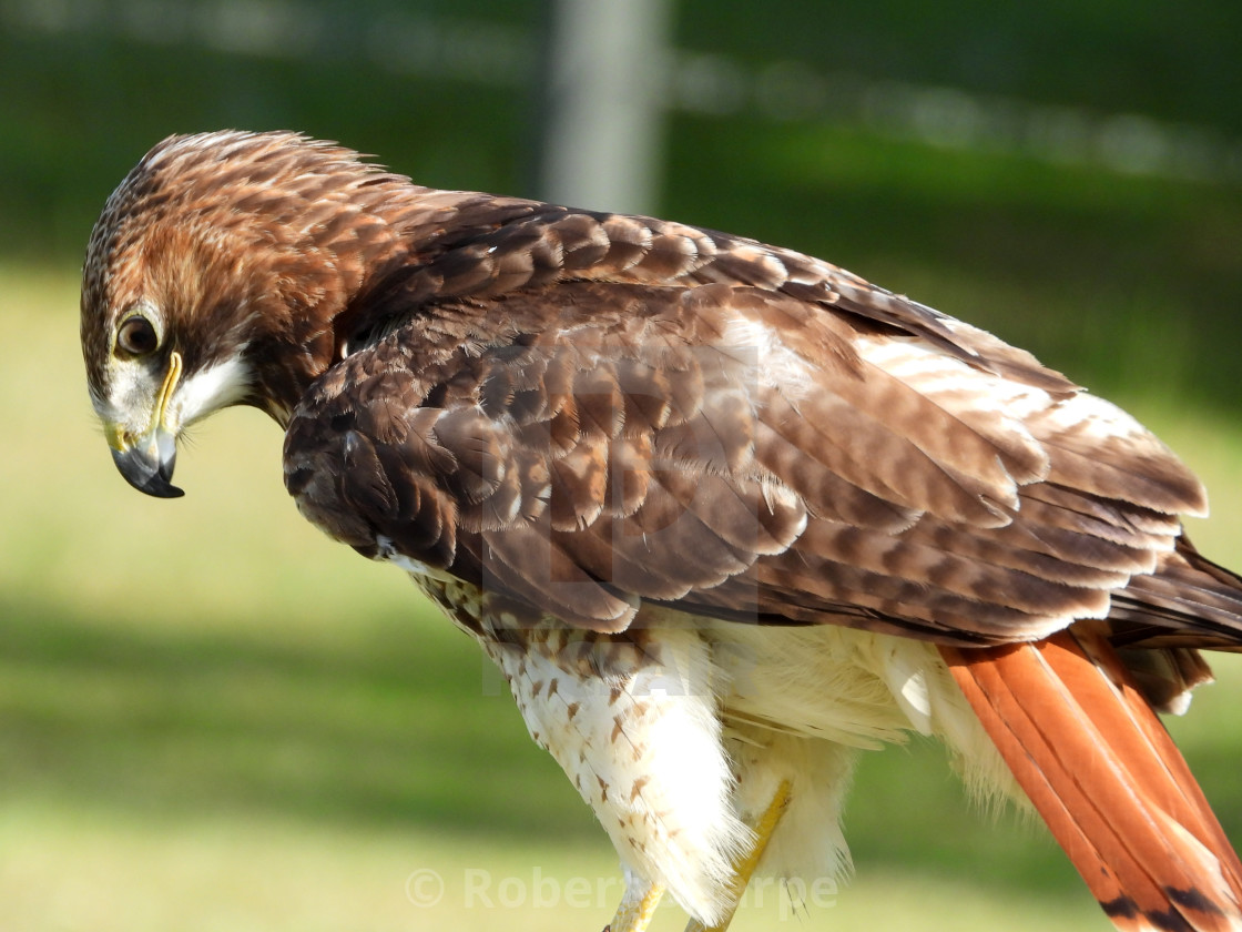 "Birds of Prey Series - Red-Tailed Hawk I" by Robert Sharpe - $12.31 "Birds of Prey Series - Red-Tailed Hawk I" stock image