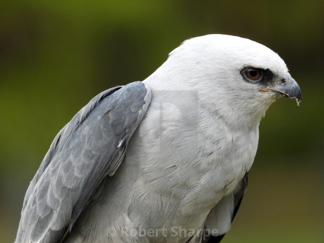 "Birds of Prey Series - Mississippi Kite II" by Robert Sharpe - $12.44 "Birds of Prey Series - Mississippi Kite II" stock image