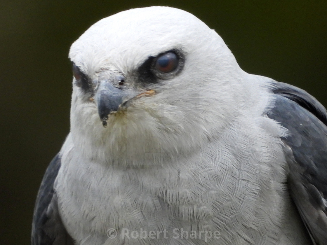 "Birds of Prey Series - Mississippi Kite III" by Robert Sharpe - $12.34 "Birds of Prey Series - Mississippi Kite III" stock image