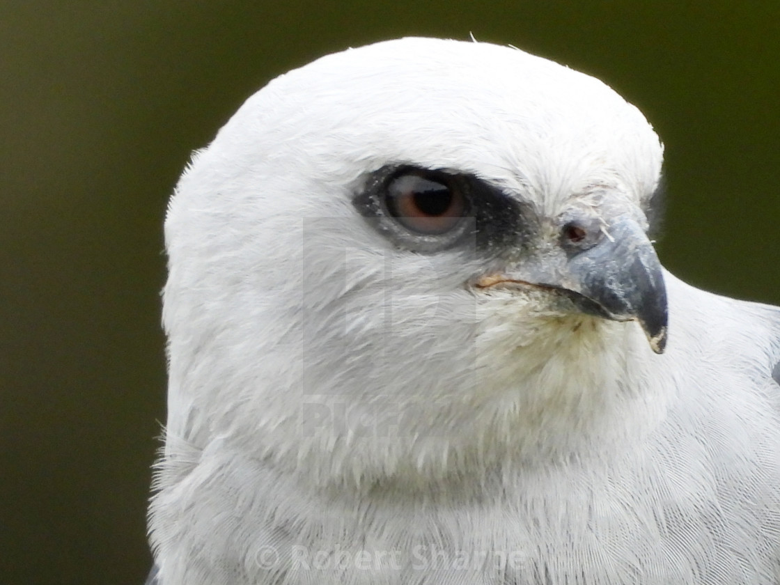 "Birds of Prey Series - Mississippi Kite IV" by Robert Sharpe - $12.34 "Birds of Prey Series - Mississippi Kite IV" stock image