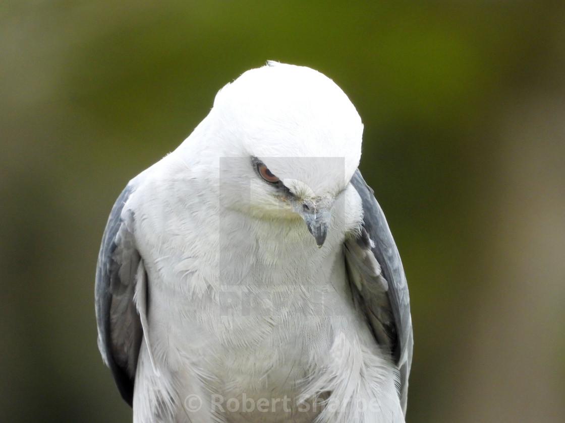 "Birds of Prey Series - Mississippi Kite V" by Robert Sharpe - $12.34 "Birds of Prey Series - Mississippi Kite V" stock image