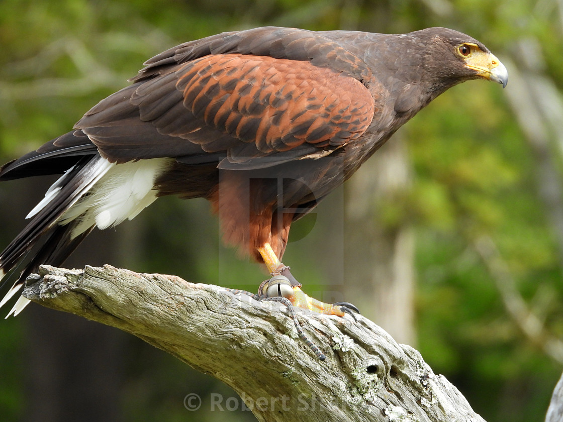 "Birds of Prey Series - Harris' Hawk I" by Robert Sharpe - $12.42 "Birds of Prey Series - Harris' Hawk I" stock image