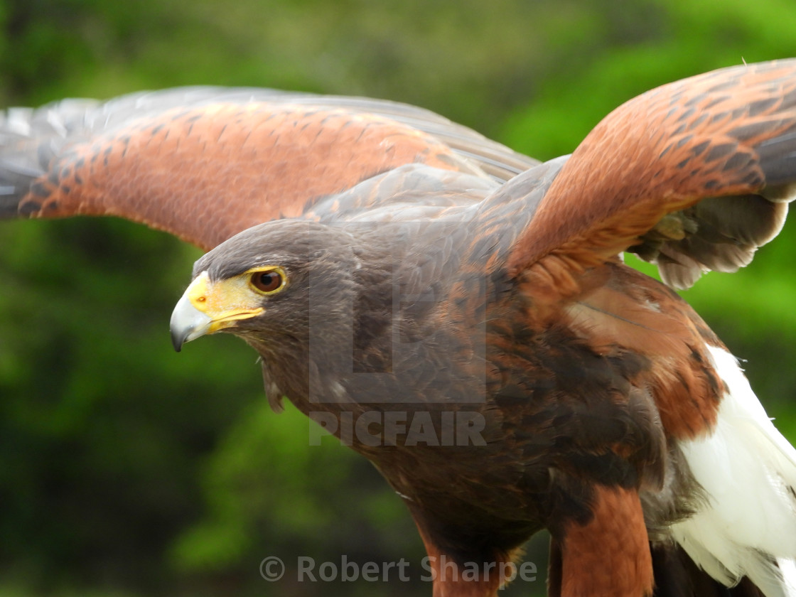 "Birds of Prey Series - Harris' Hawk II" by Robert Sharpe - $12.42 "Birds of Prey Series - Harris' Hawk II" stock image