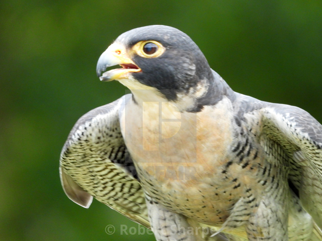 "Birds of Prey Series - Peregrine Falcon I" by Robert Sharpe - $12.44 "Birds of Prey Series - Peregrine Falcon I" stock image