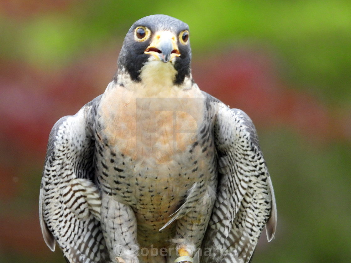 "Birds of Prey Series - Peregrine Falcon II" by Robert Sharpe - $12.42 "Birds of Prey Series - Peregrine Falcon II" stock image
