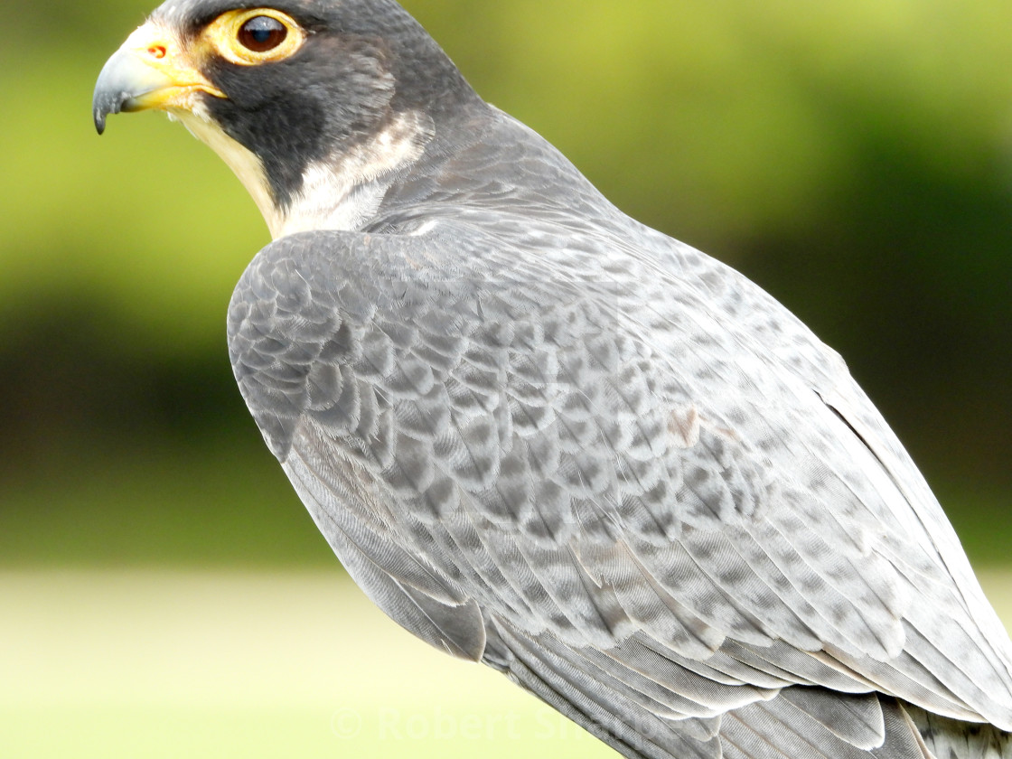 "Birds of Prey Series - Peregrine Falcon III" by Robert Sharpe - $12.34 "Birds of Prey Series - Peregrine Falcon III" stock image