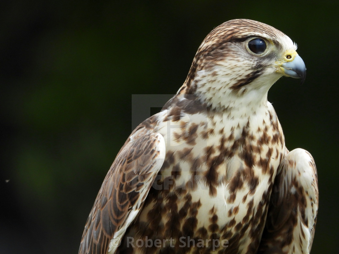 "Birds of Prey Series - Saker Falcon I" by Robert Sharpe - $12.43 "Birds of Prey Series - Saker Falcon I" stock image