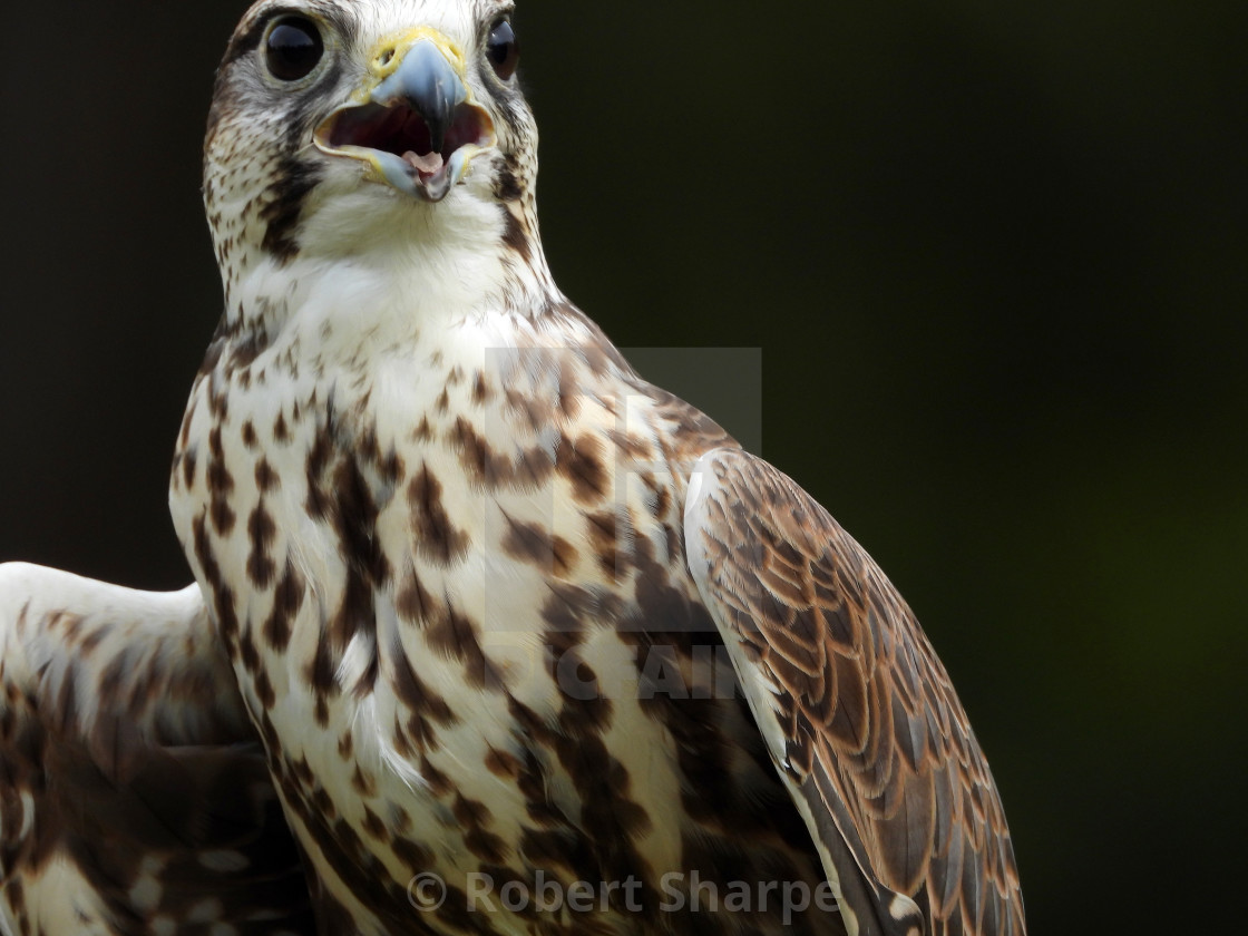 "Birds of Prey Series - Saker Falcon III" by Robert Sharpe - $12.34 "Birds of Prey Series - Saker Falcon III" stock image