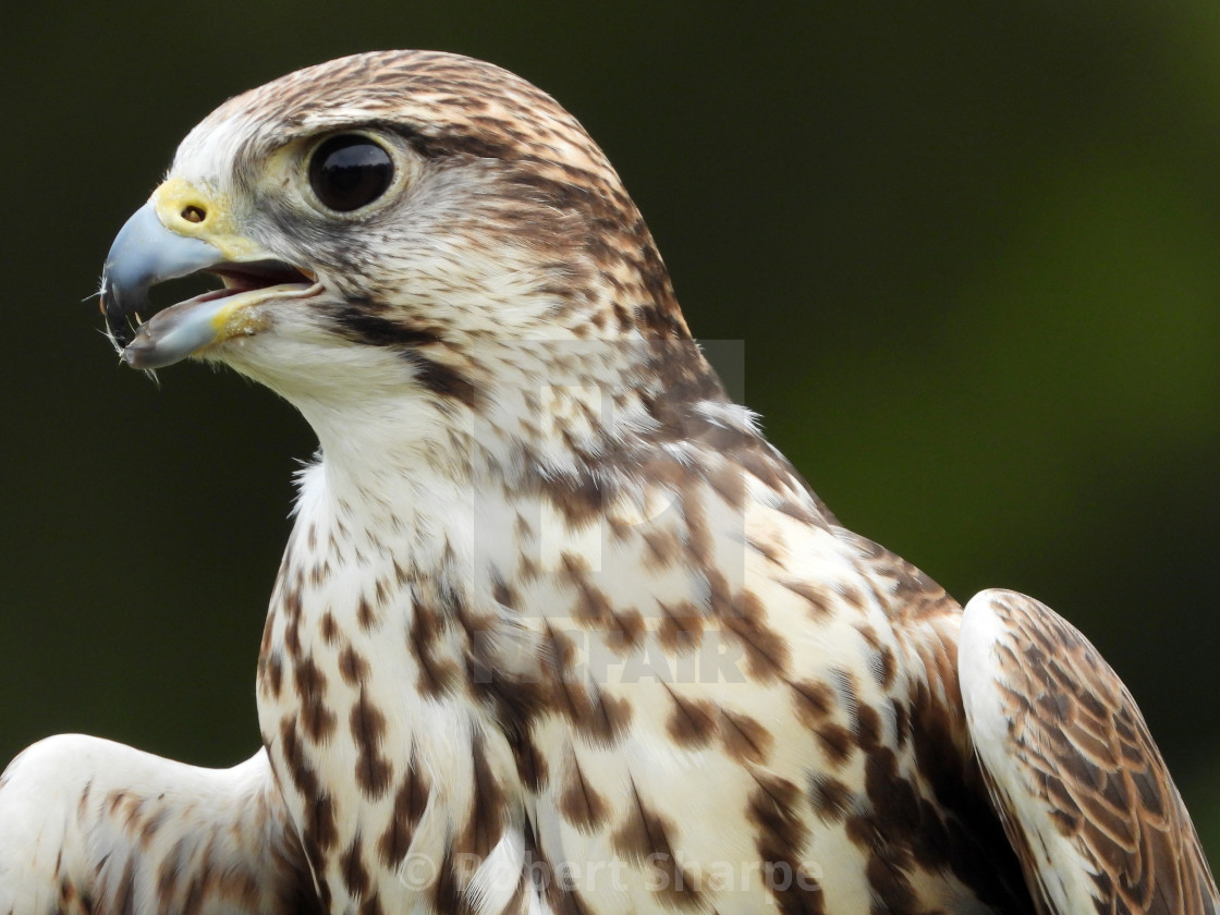 "Birds of Prey Series - Saker Falcon IV" by Robert Sharpe - $12.34 "Birds of Prey Series - Saker Falcon IV" stock image