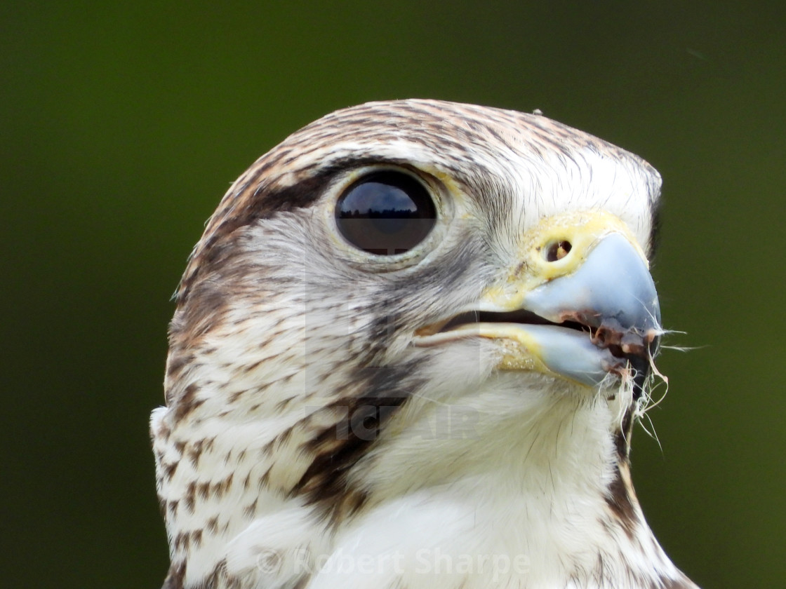 "Birds of Prey Series - Saker Falcon V" by Robert Sharpe - $12.44 "Birds of Prey Series - Saker Falcon V" stock image