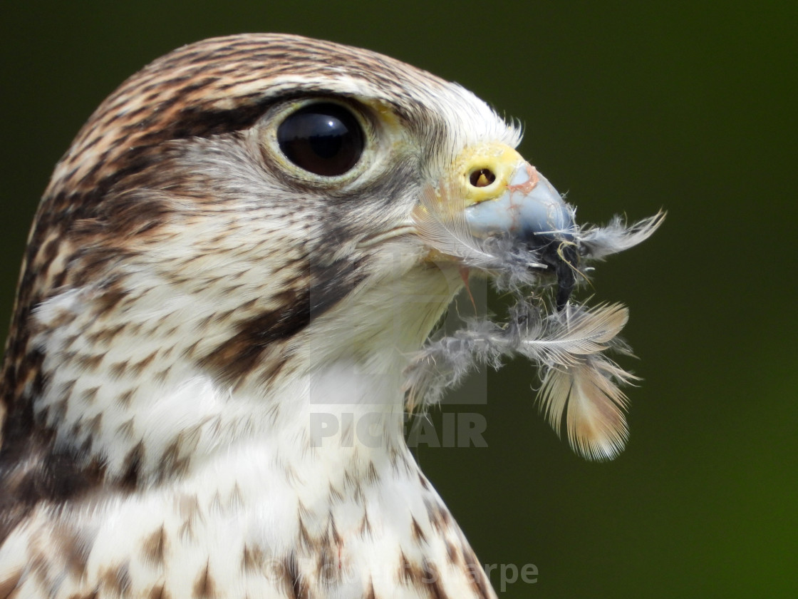 "Birds of Prey Series - Saker Falcon VI" by Robert Sharpe - $12.34 "Birds of Prey Series - Saker Falcon VI" stock image