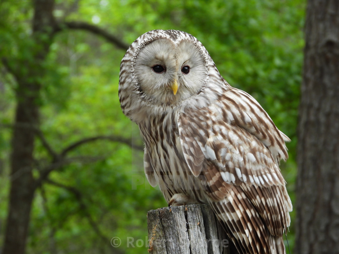 "Birds of Prey Series - Ural Owl I" by Robert Sharpe - $12.34 "Birds of Prey Series - Ural Owl I" stock image