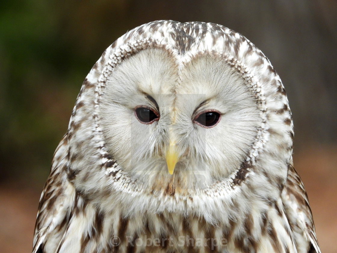 "Birds of Prey Series - Ural Owl V" by Robert Sharpe - $12.34 "Birds of Prey Series - Ural Owl V" stock image