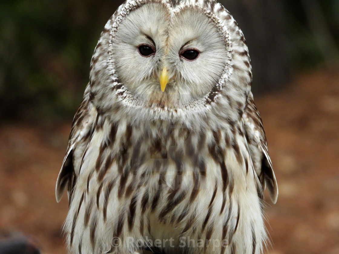 "Birds of Prey Series - Ural Owl VI" by Robert Sharpe - $12.34 "Birds of Prey Series - Ural Owl VI" stock image