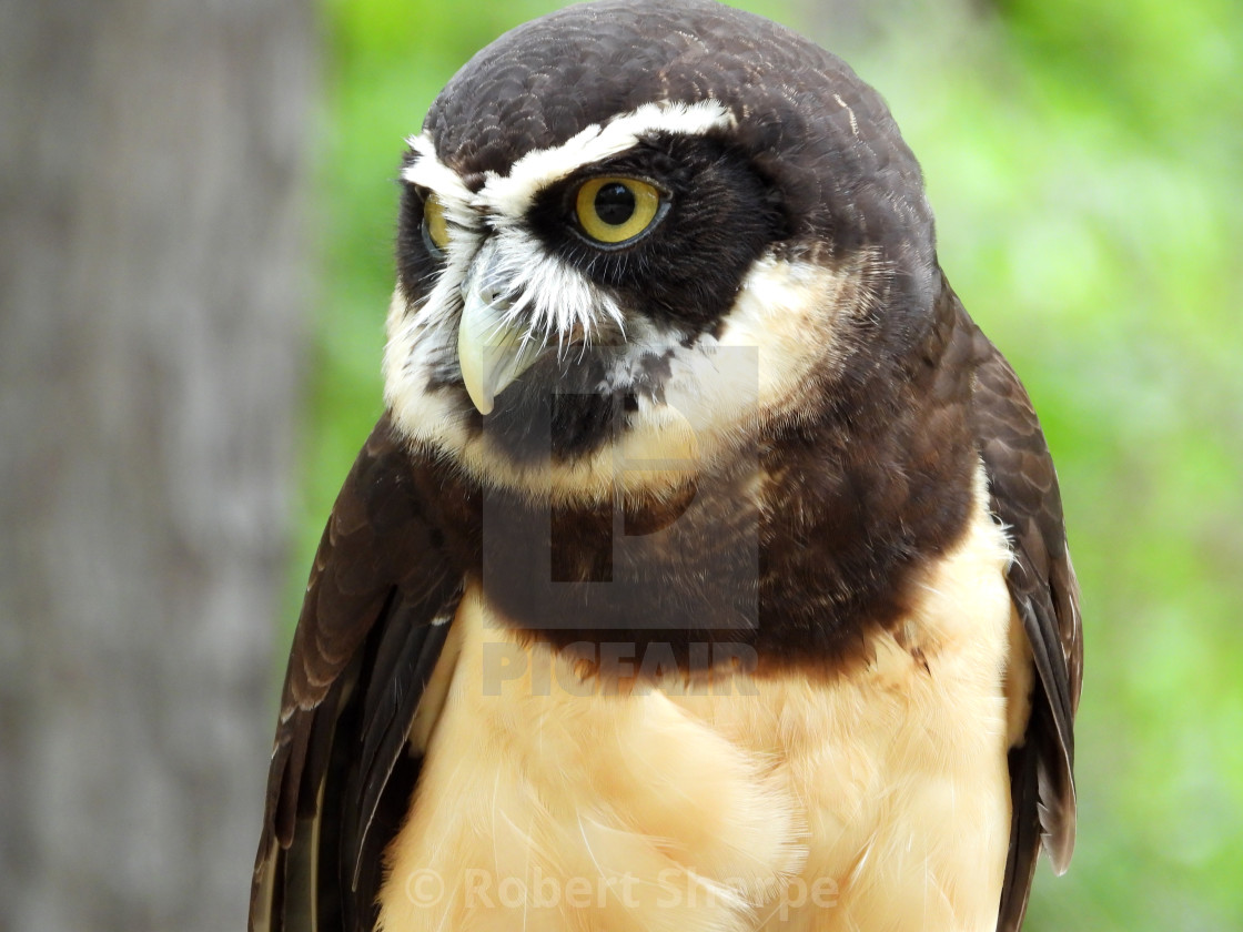 "Birds of Prey Series - Speckled Owl IV" by Robert Sharpe - $12.34 "Birds of Prey Series - Speckled Owl IV" stock image