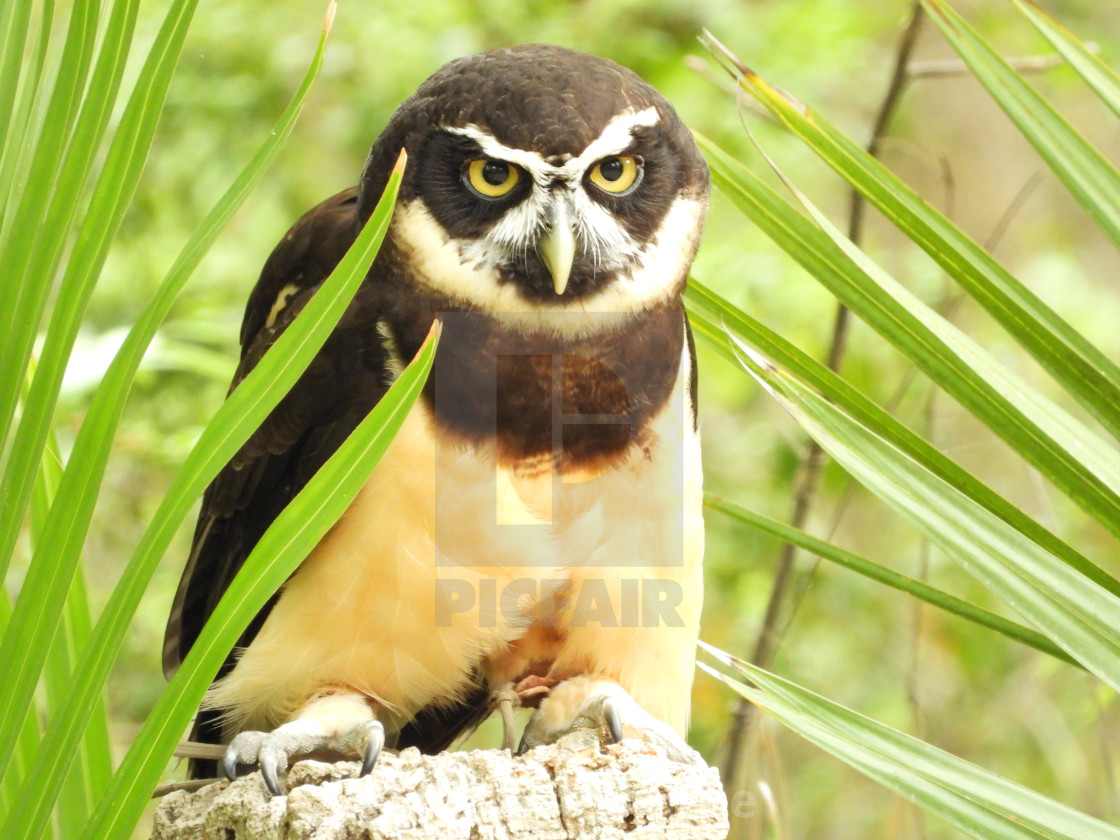 "Birds of Prey - Speckled Owl VI" by Robert Sharpe - $12.34 "Birds of Prey - Speckled Owl VI" stock image