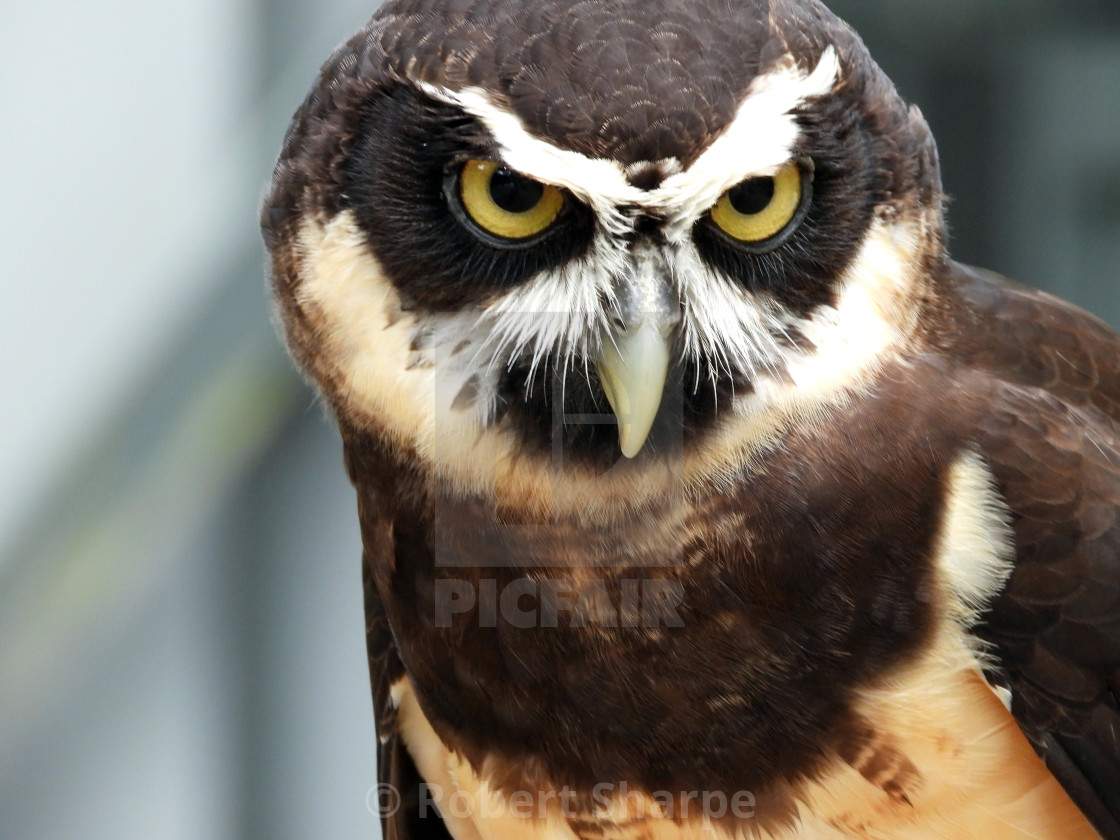 "Birds of Prey Series - Speckled Owl VII" by Robert Sharpe - $12.34 "Birds of Prey Series - Speckled Owl VII" stock image