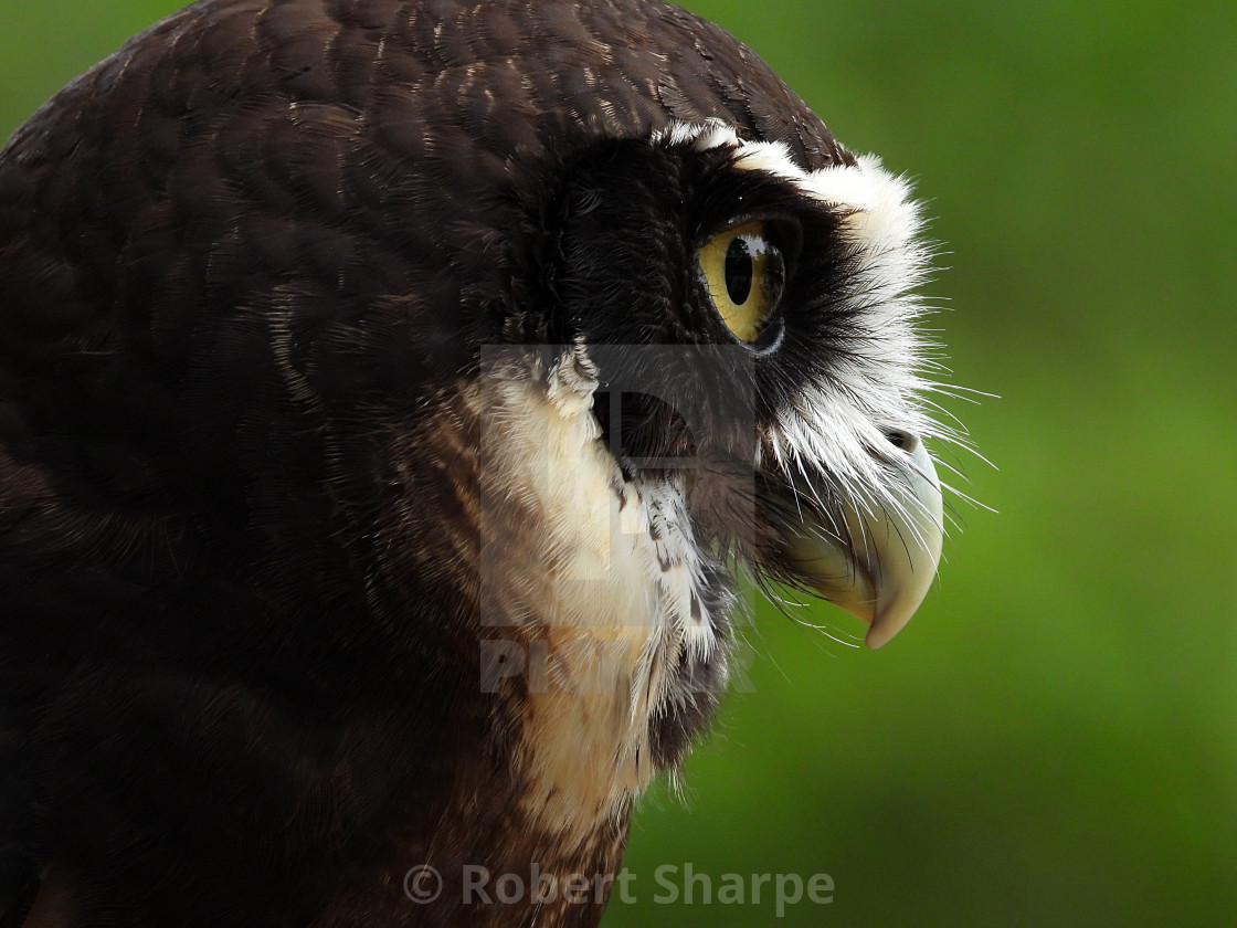 "Birds of Prey Series - Speckled Owl VIII" stock image