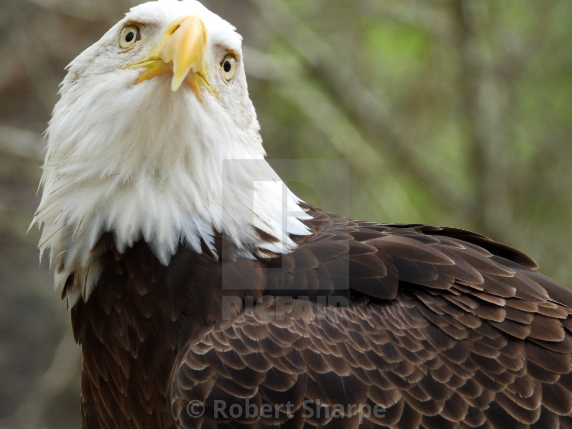"Birds of Prey Series - Bald Eagle II" by Robert Sharpe - $12.34 "Birds of Prey Series - Bald Eagle II" stock image