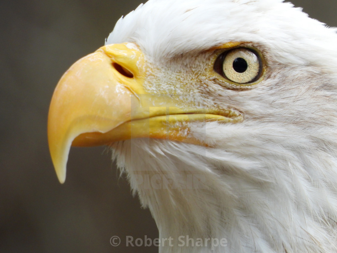 "Birds of Prey Series - Bald Eagle IV" by Robert Sharpe - $12.34 "Birds of Prey Series - Bald Eagle IV" stock image