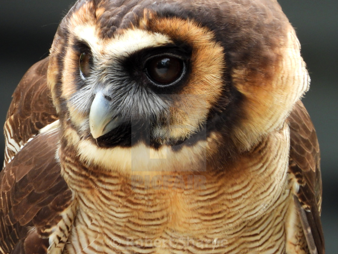 "Birds of Prey Series – Brown Wood Owl I" by Robert Sharpe - $12.34 "Birds of Prey Series – Brown Wood Owl I" stock image