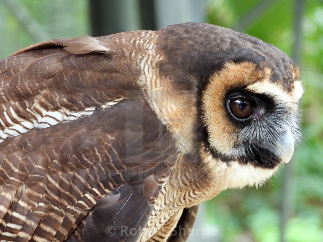 "Birds of Prey Series – Brown Wood Owl III" by Robert Sharpe - $12.34 "Birds of Prey Series – Brown Wood Owl III" stock image