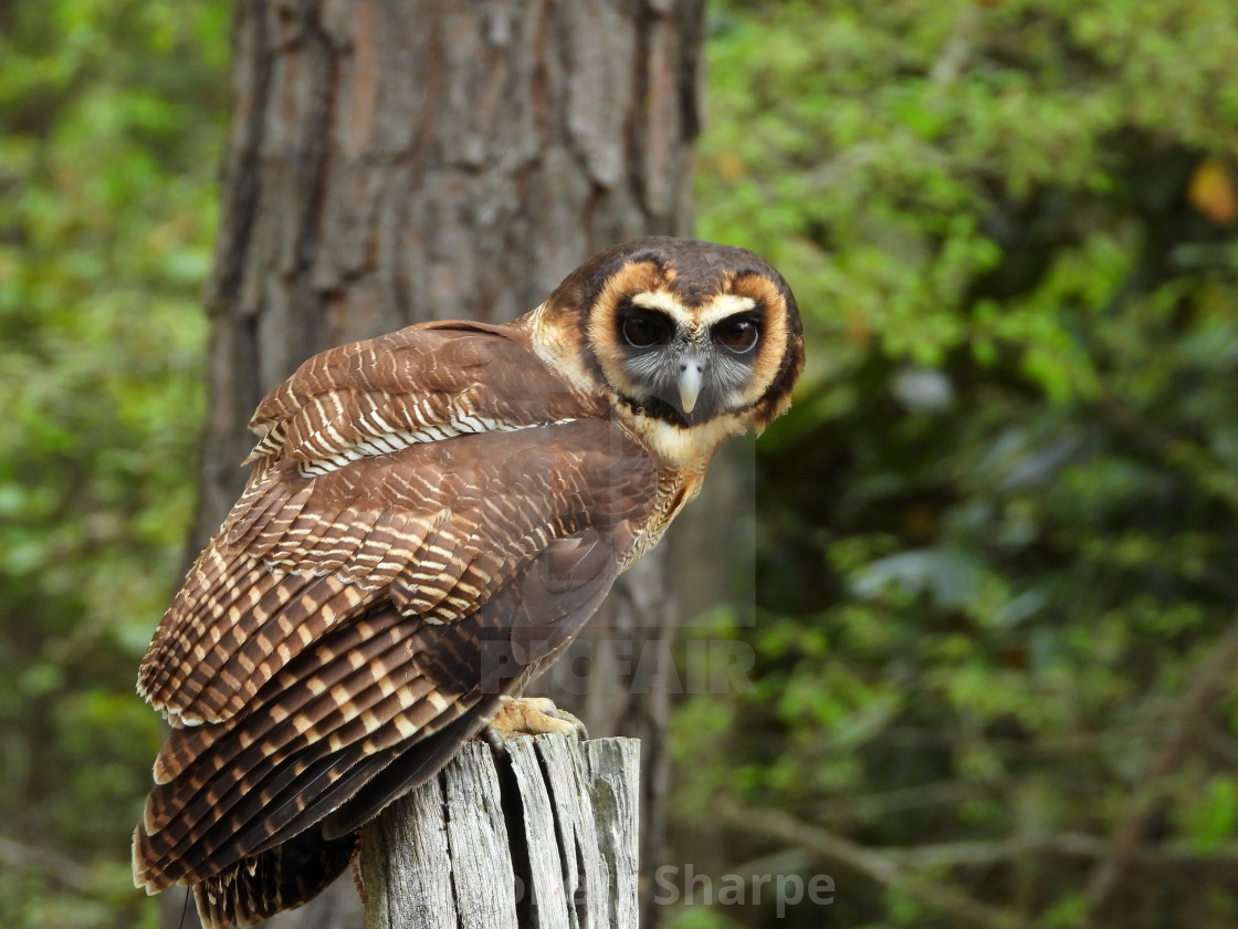 "Birds of Prey Series – Brown Wood Owl IV" by Robert Sharpe - $12.34 "Birds of Prey Series – Brown Wood Owl IV" stock image