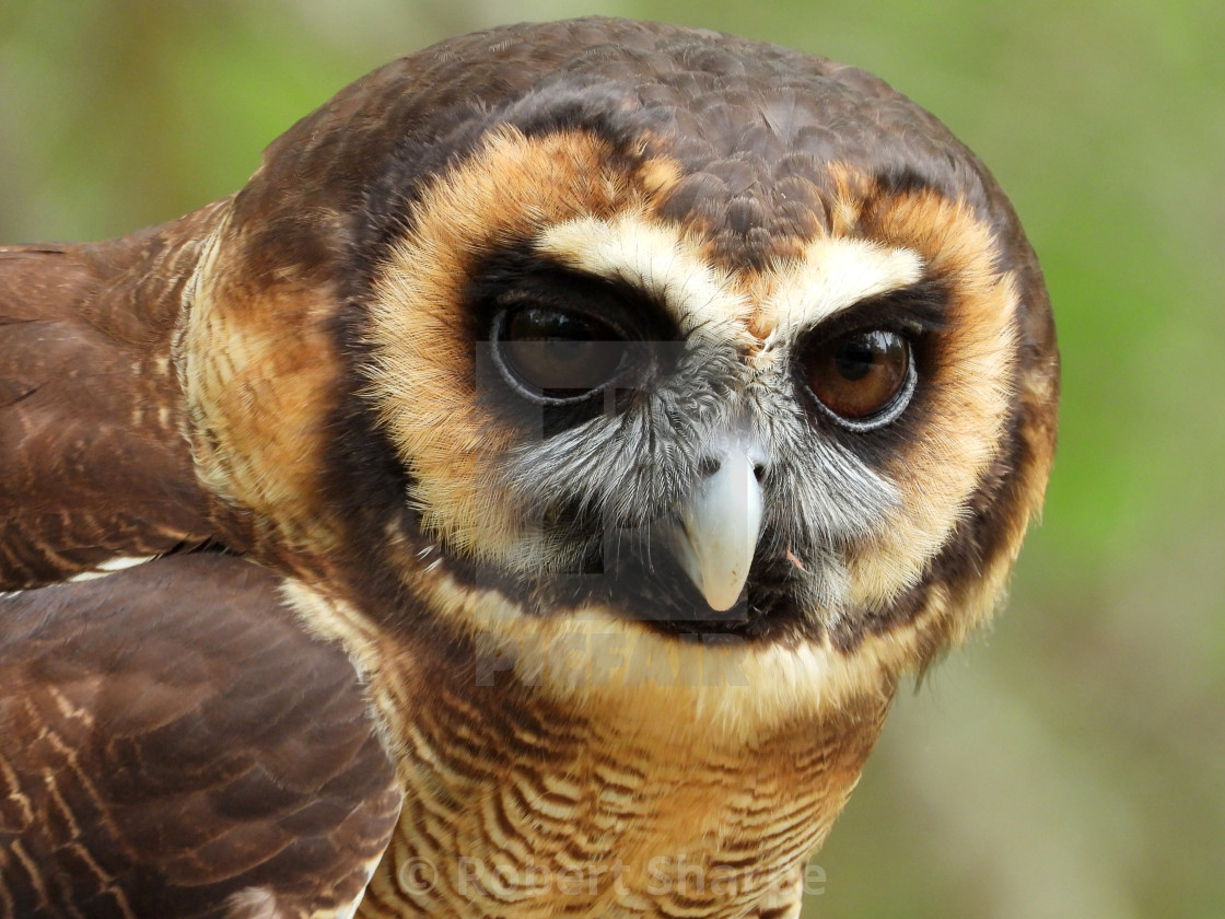 "Birds of Prey Series – Brown Wood Owl V" by Robert Sharpe - $12.34 "Birds of Prey Series – Brown Wood Owl V" stock image